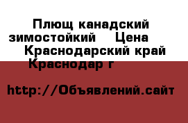 Плющ канадский зимостойкий  › Цена ­ 150 - Краснодарский край, Краснодар г.  »    